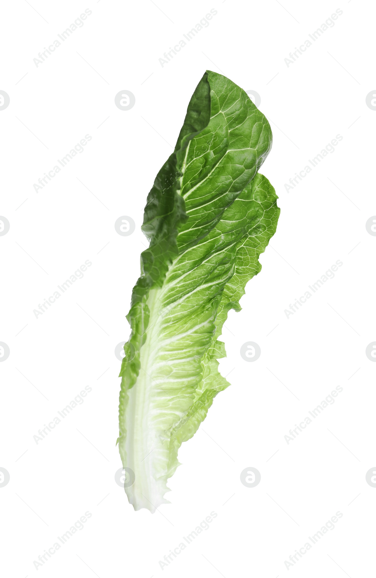 Photo of Fresh leaf of green romaine lettuce isolated on white