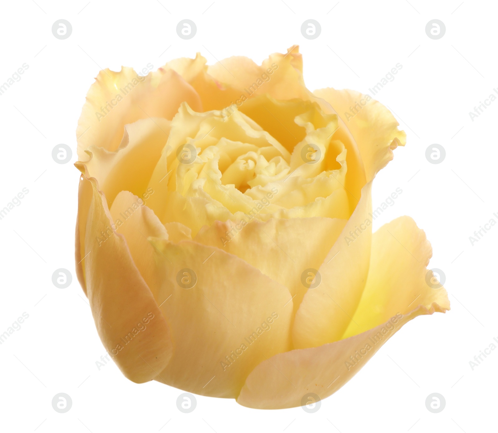 Photo of Beautiful fresh Eustoma flower on white background