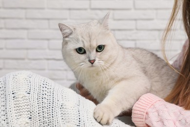 Photo of Adorable white British Shorthair cat with his owner near brick wall, closeup. Cute pet