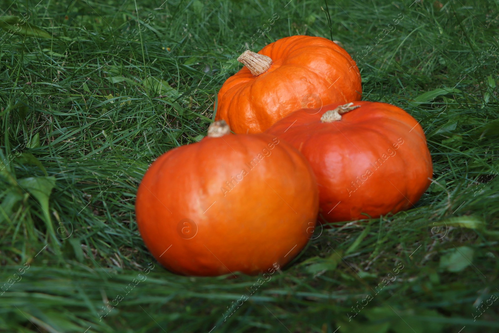 Photo of Many ripe orange pumpkins among green grass outdoors