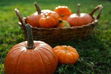 Fresh ripe orange pumpkins on green grass