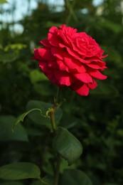 Photo of Beautiful blooming dark pink rose on bush outdoors