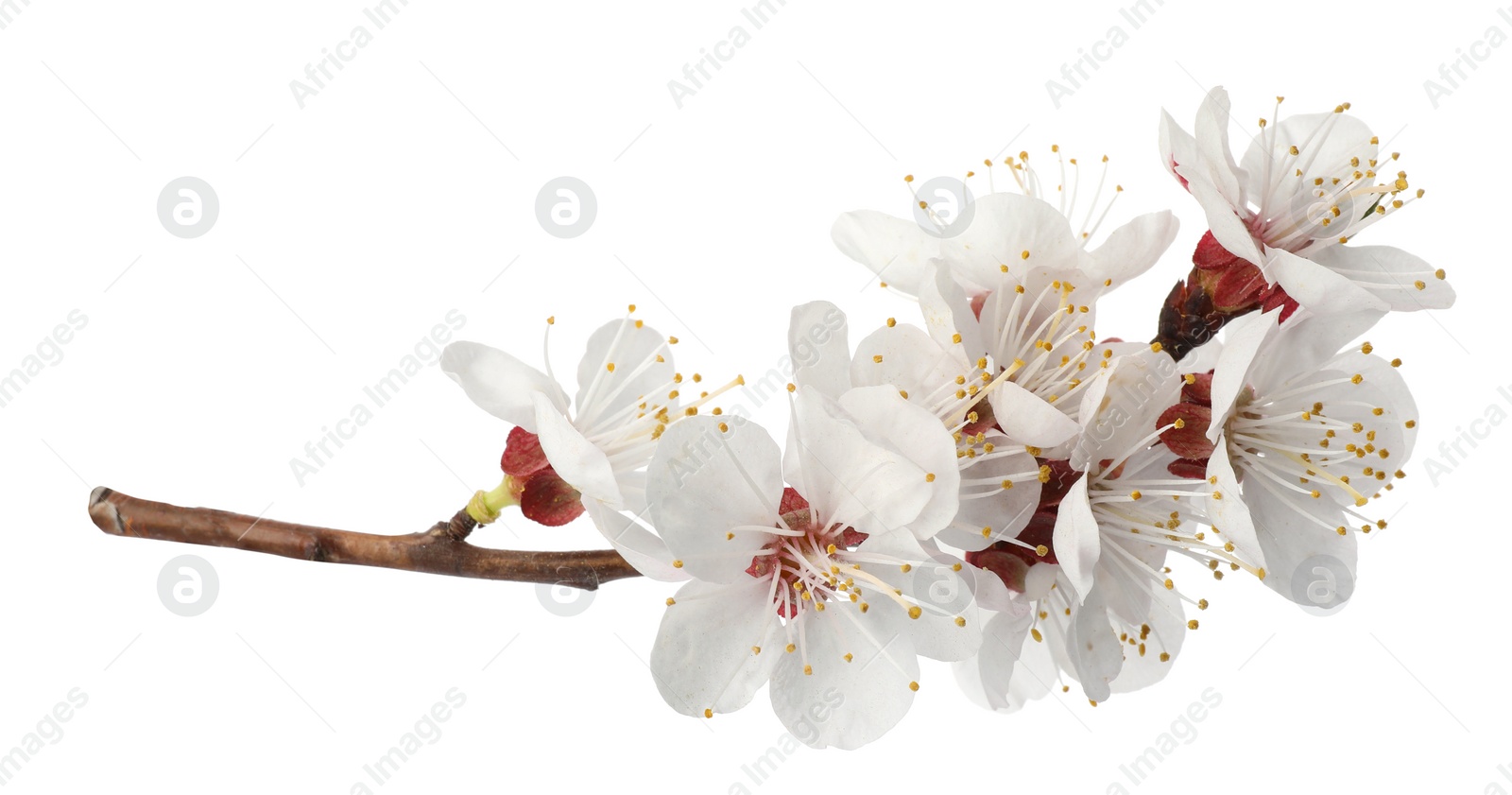 Photo of Branch with beautiful fresh spring flowers on white background