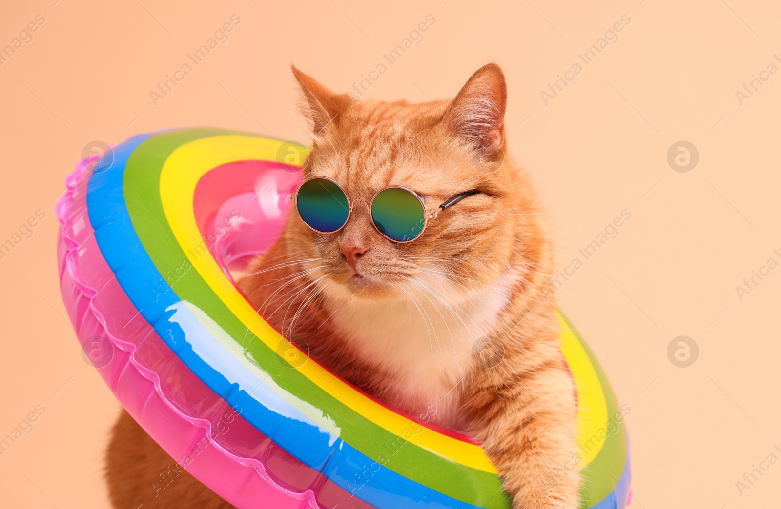 Photo of Cute ginger cat in stylish sunglasses with swim ring on beige background