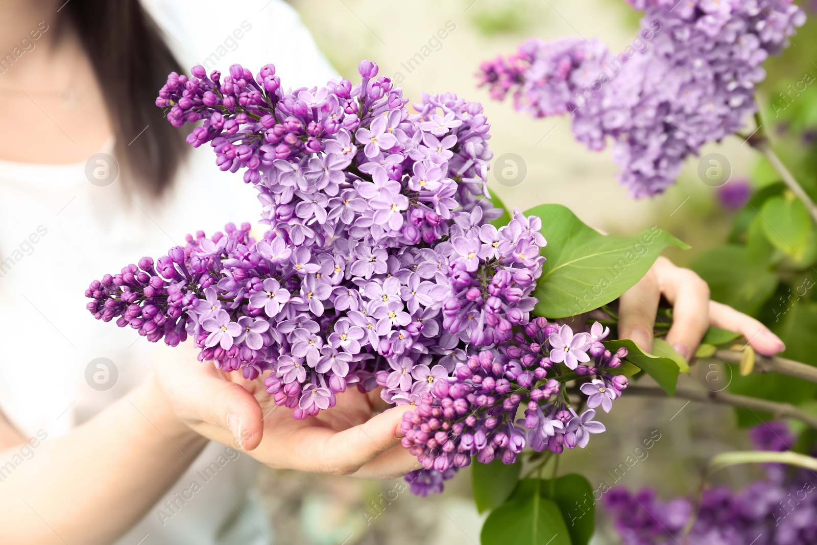 Photo of Young woman with blossoming lilac outdoors on spring day