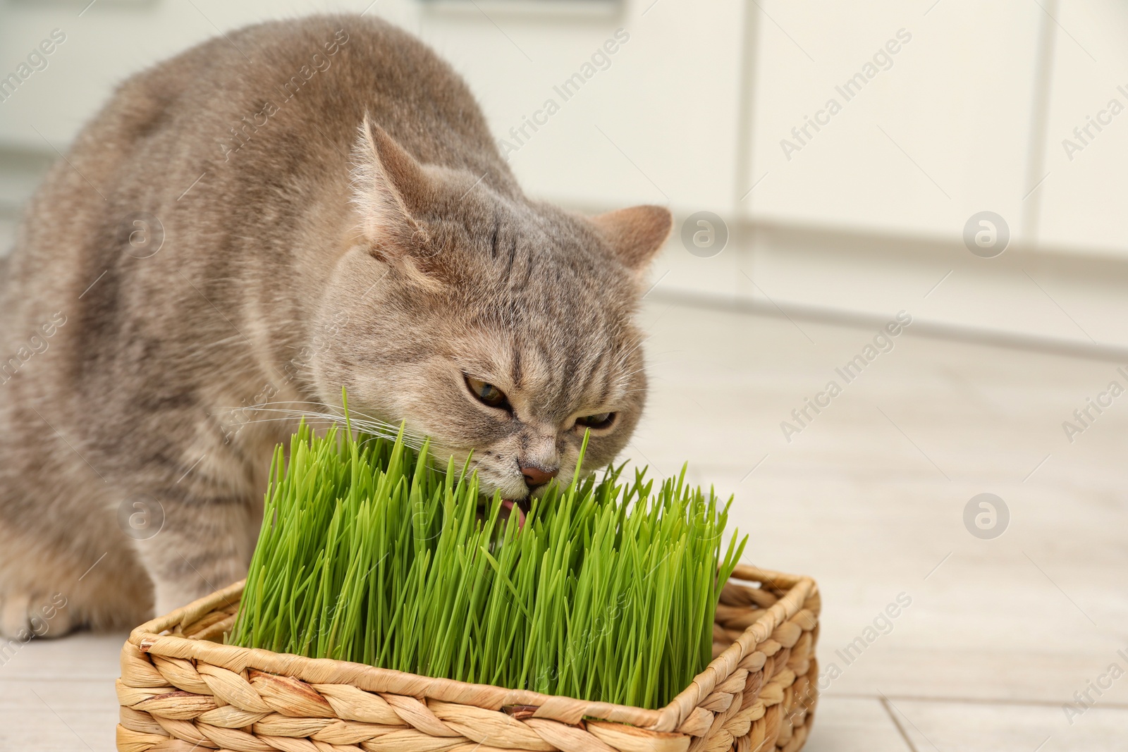 Photo of Cute cat eating fresh green grass on floor indoors, space for text