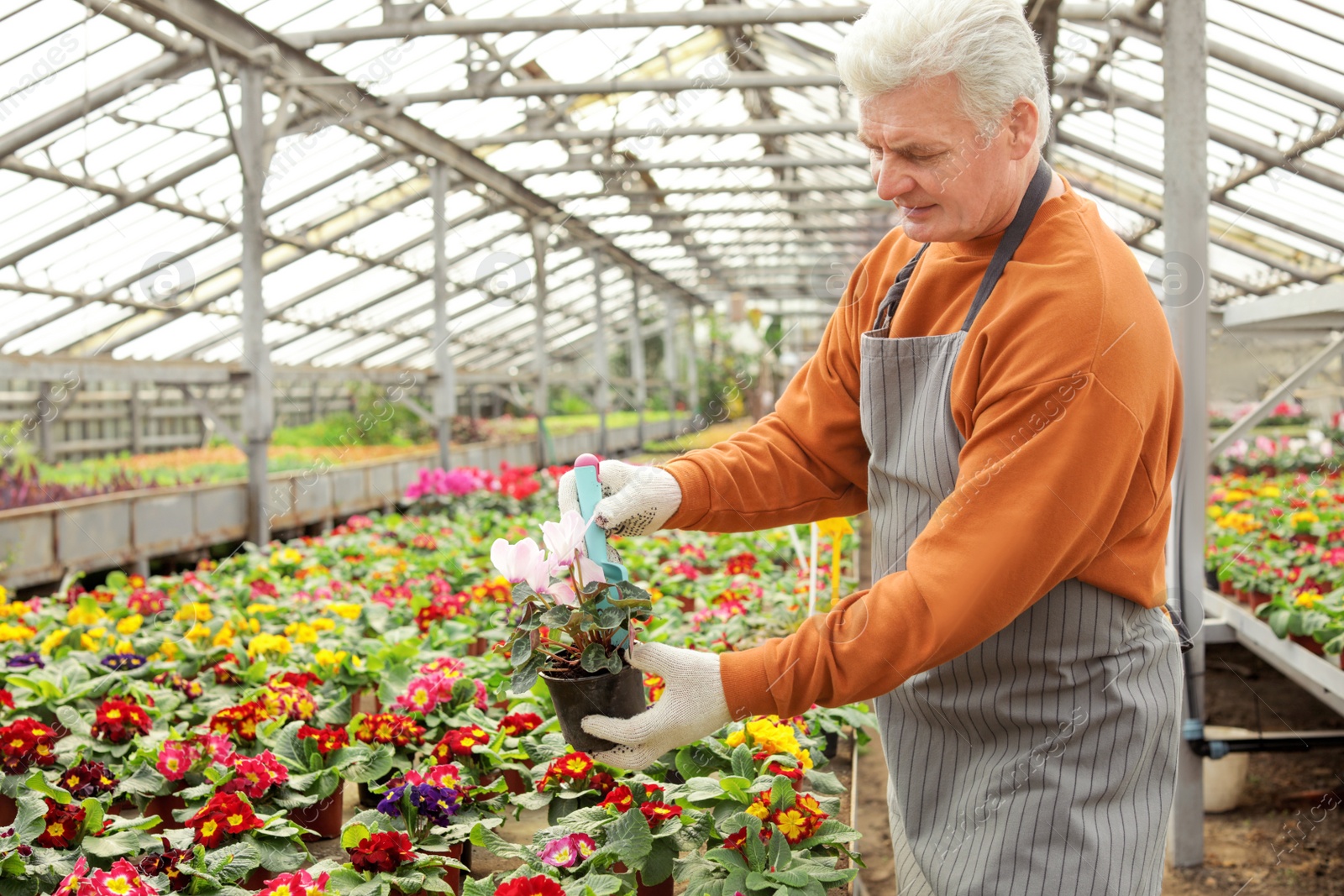 Photo of Mature man potting flower in greenhouse. Home gardening