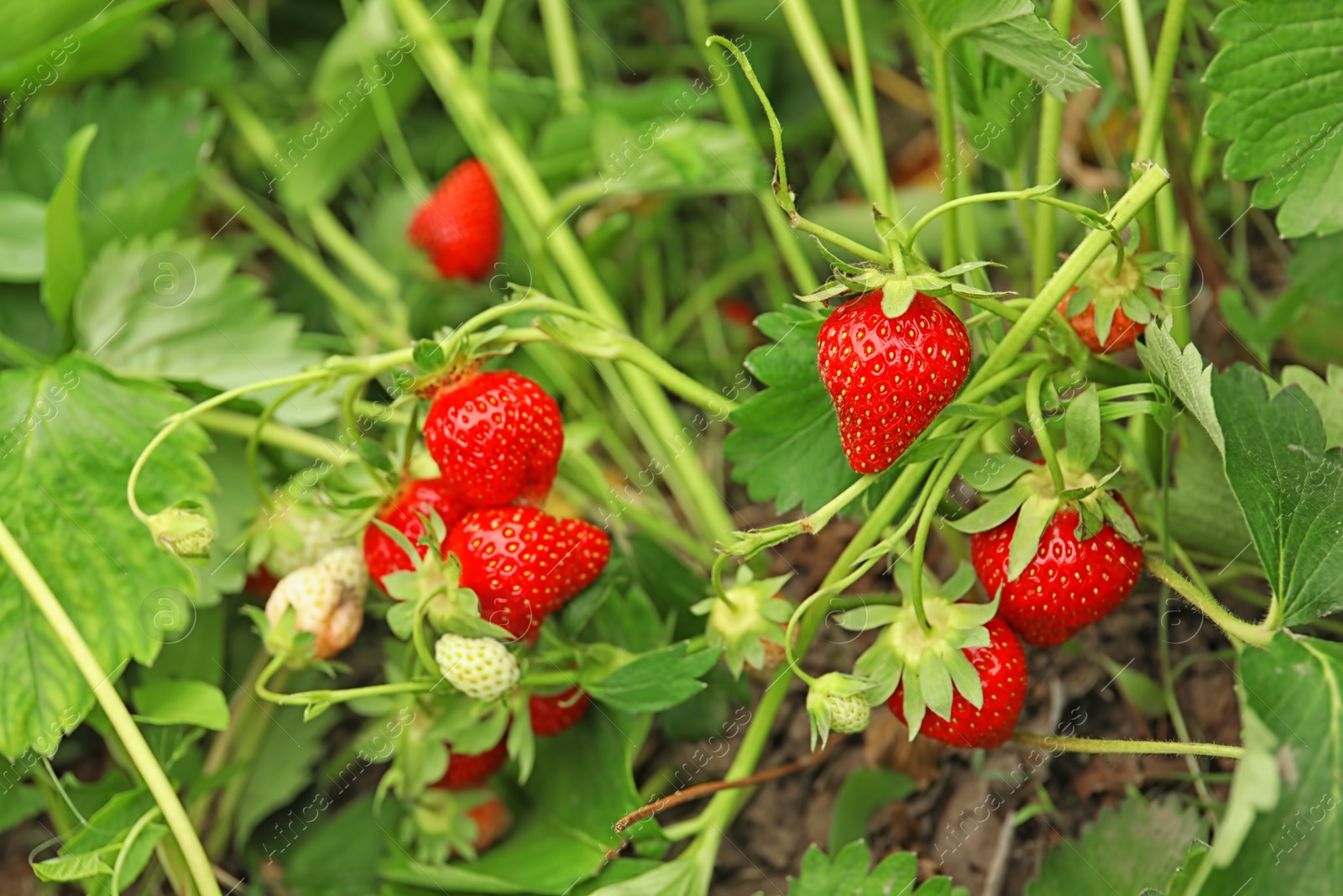 Photo of Strawberry plant with ripening berries growing in field