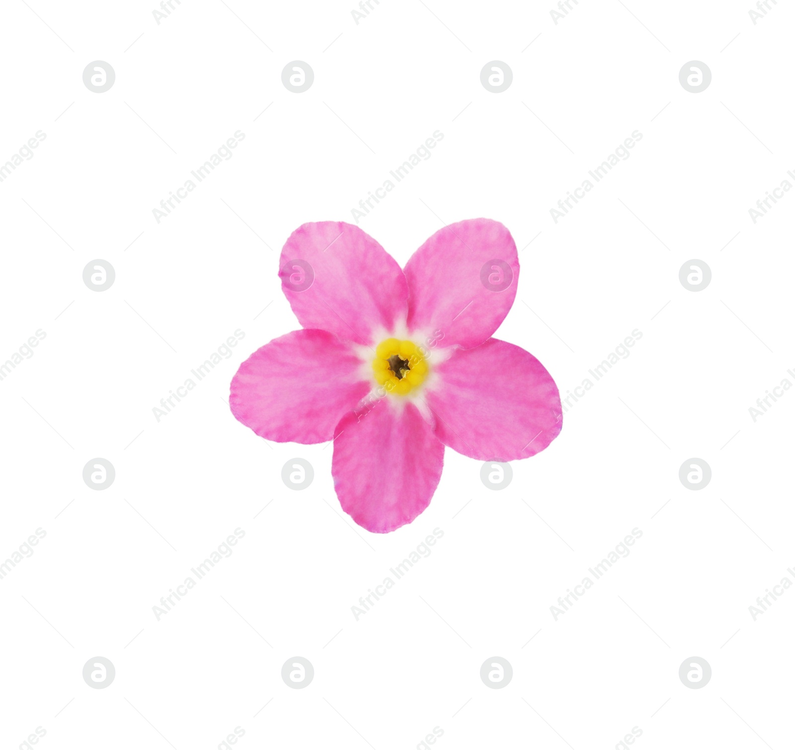 Photo of Delicate pink Forget-me-not flower on white background