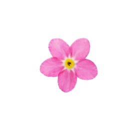 Photo of Delicate pink Forget-me-not flower on white background