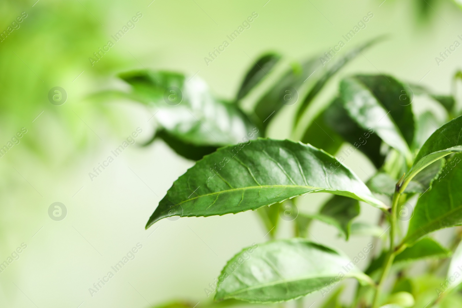 Photo of Green leaves of tea plant on blurred background, closeup