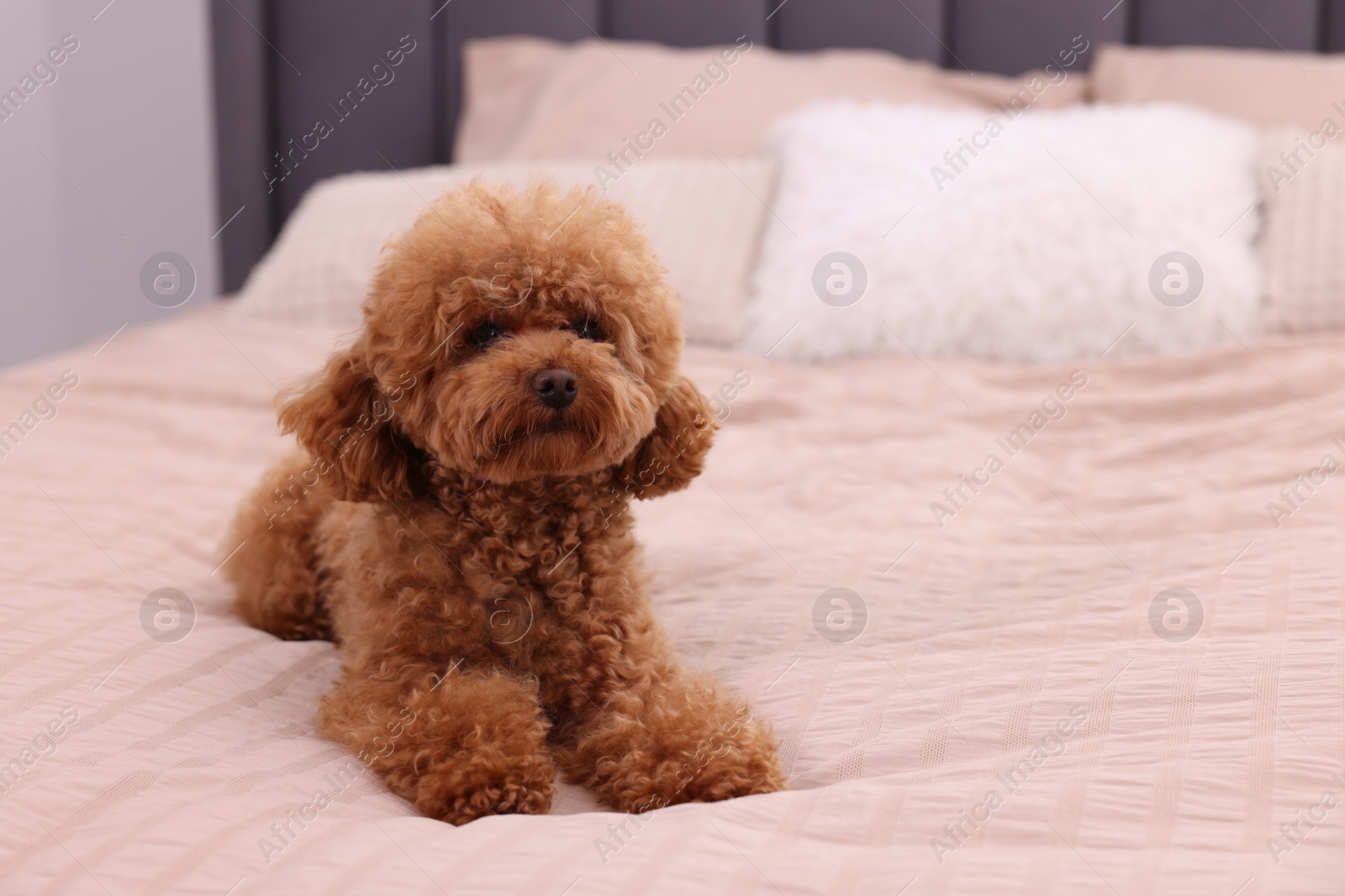 Photo of Cute Maltipoo dog on soft bed, space for text. Lovely pet