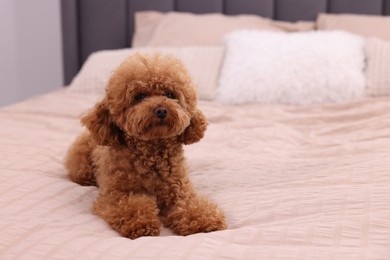 Cute Maltipoo dog on soft bed, space for text. Lovely pet