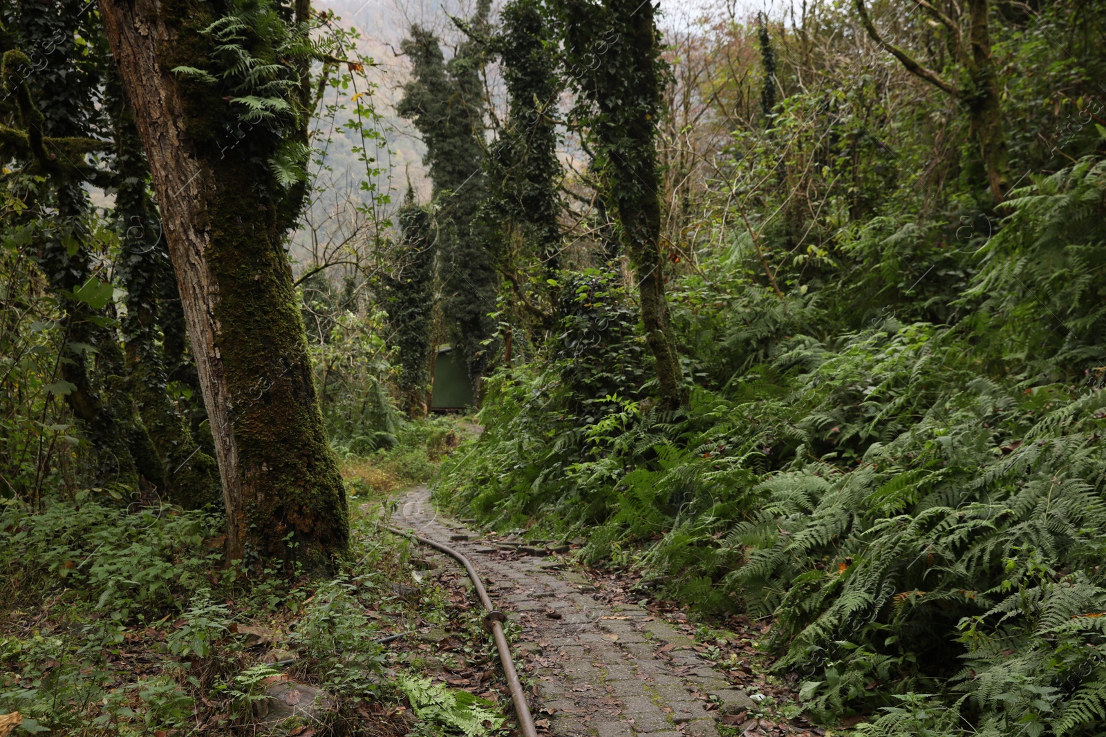 Photo of Beautiful view of pathway and green plants in forest