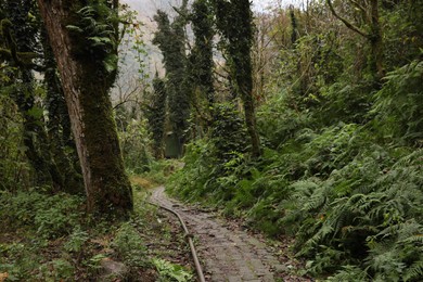 Beautiful view of pathway and green plants in forest