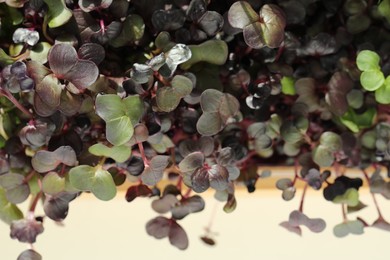 Fresh radish microgreen on beige background, closeup