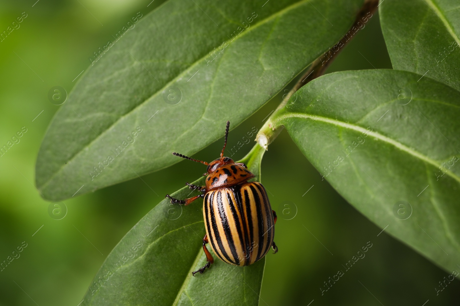 Photo of Colorado potato beetle on green plant against blurred background, closeup