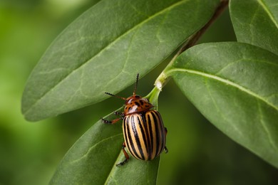 Photo of Colorado potato beetle on green plant against blurred background, closeup
