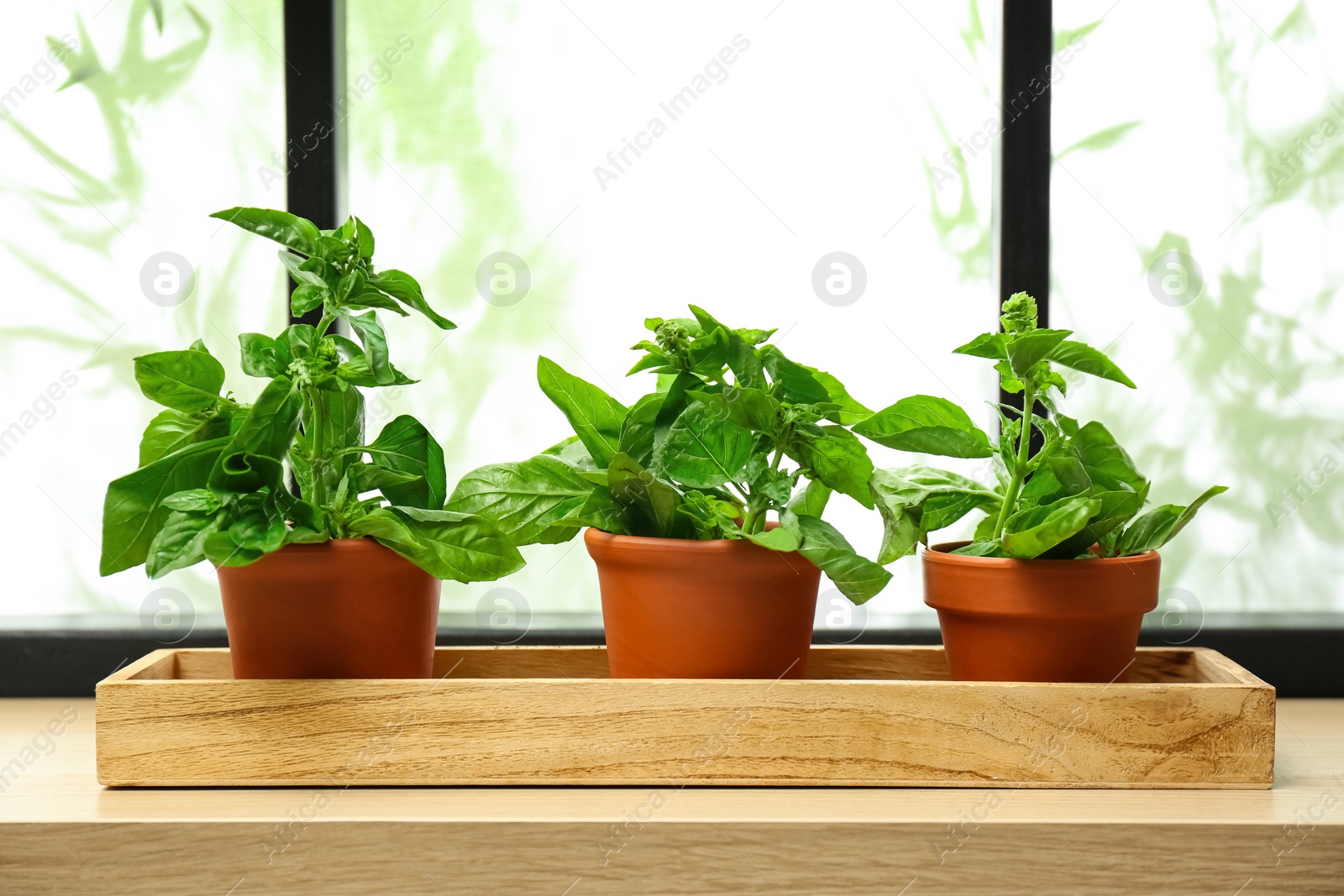 Photo of Green basil plants in pots on window sill indoors