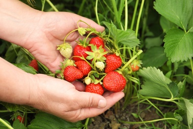 Photo of Farmer with ripening strawberries in garden