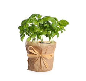 Aromatic green potted basil isolated on white