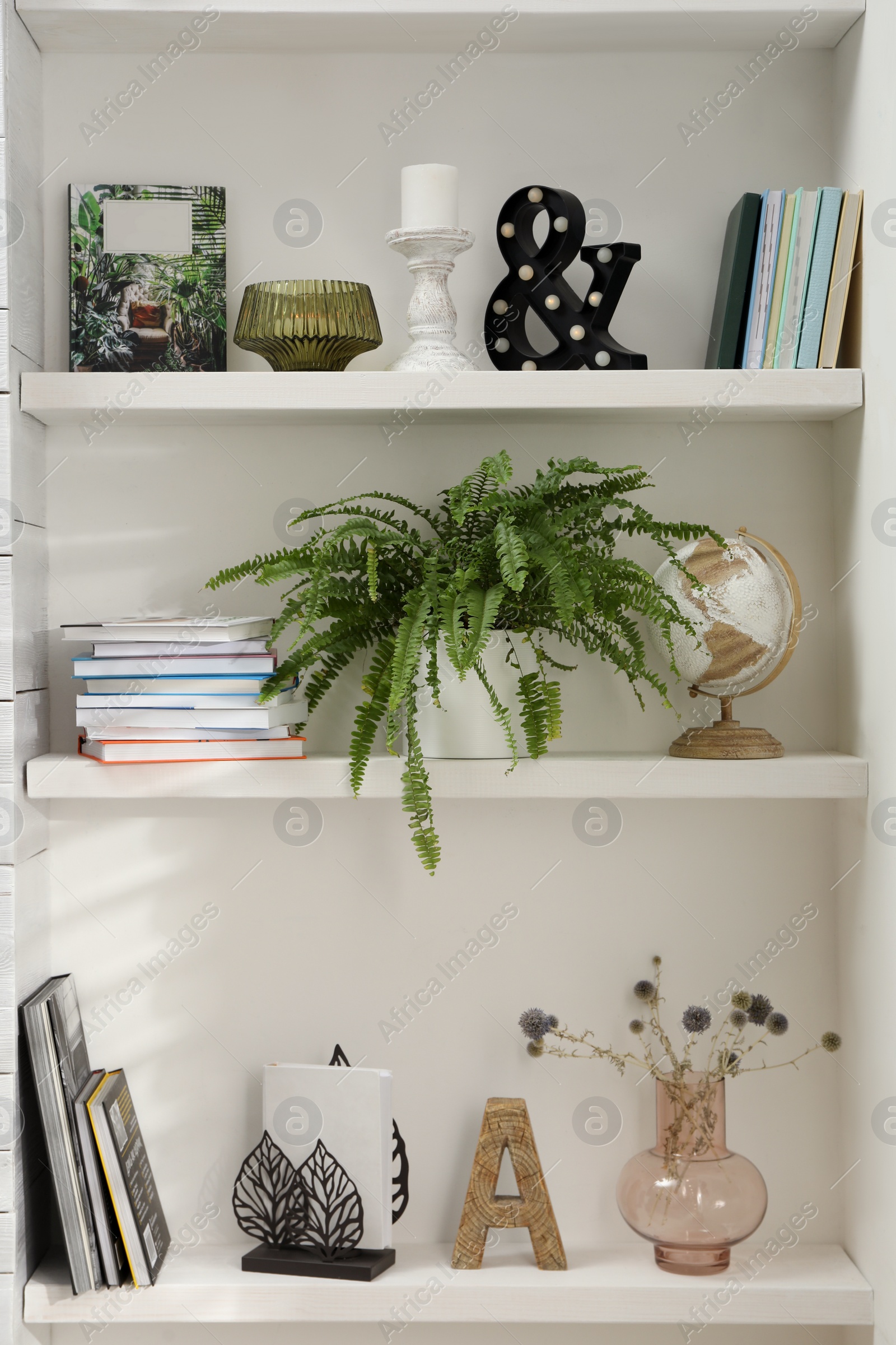 Photo of Beautiful green plant and different decor on shelves in room. Interior design