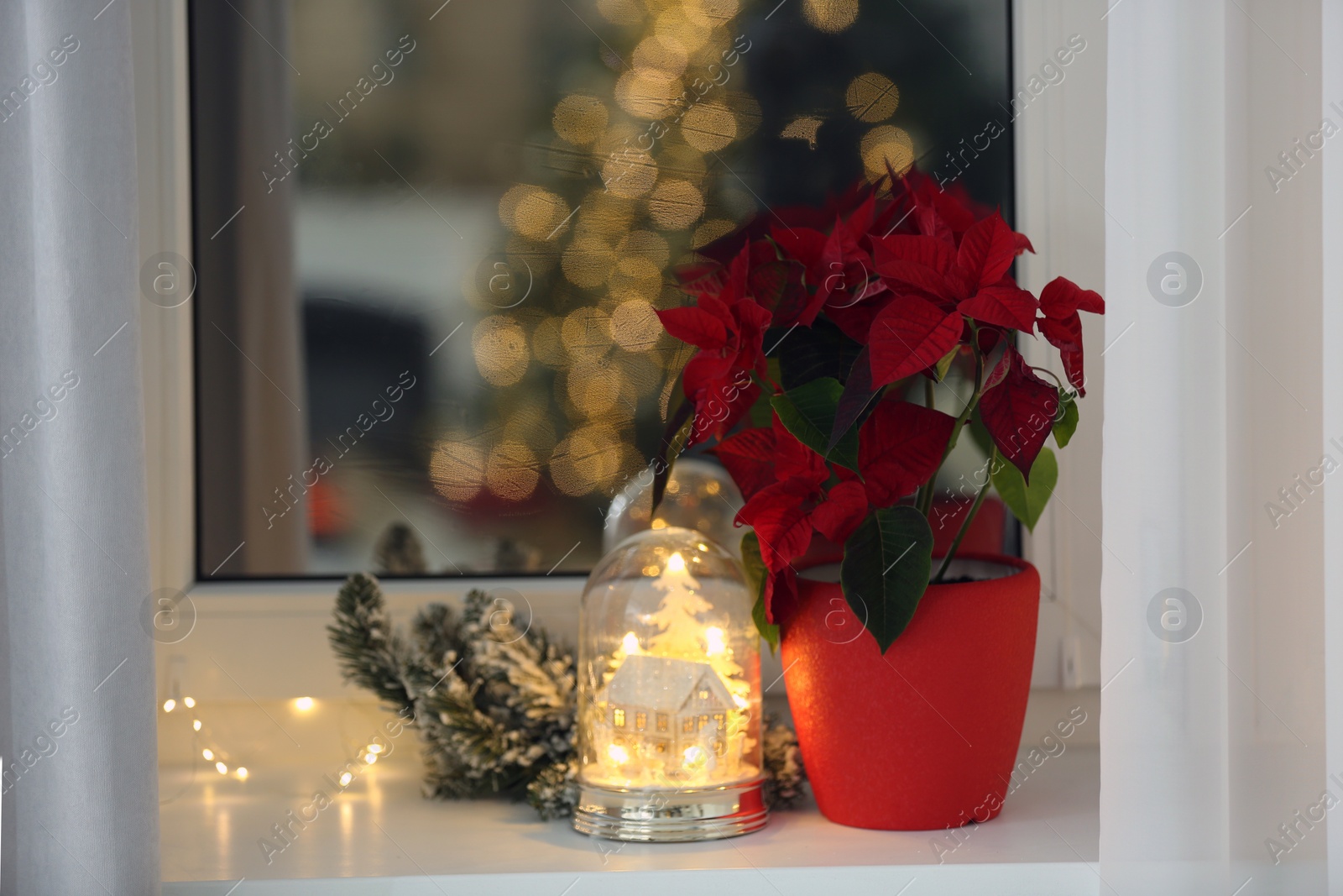 Photo of Potted poinsettia and festive decor on windowsill in room. Christmas traditional flower