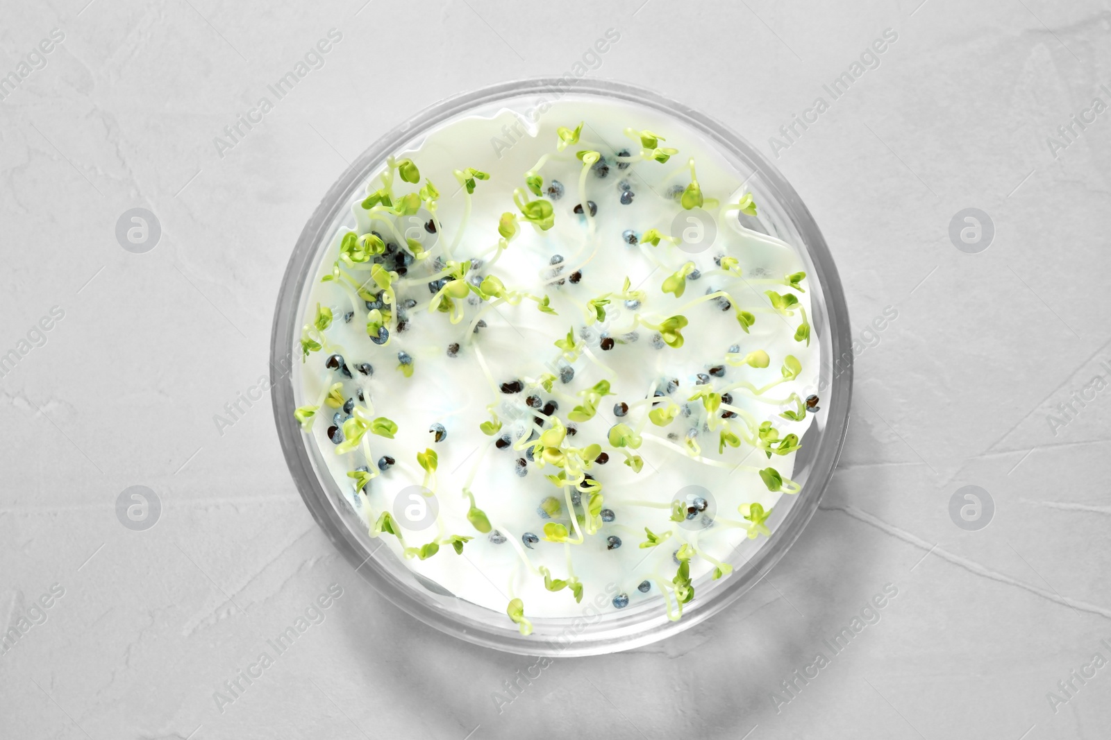 Photo of Germination and energy analysis of rape seeds in Petri dish on light table, top view. Laboratory research