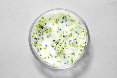 Photo of Germination and energy analysis of rape seeds in Petri dish on light table, top view. Laboratory research