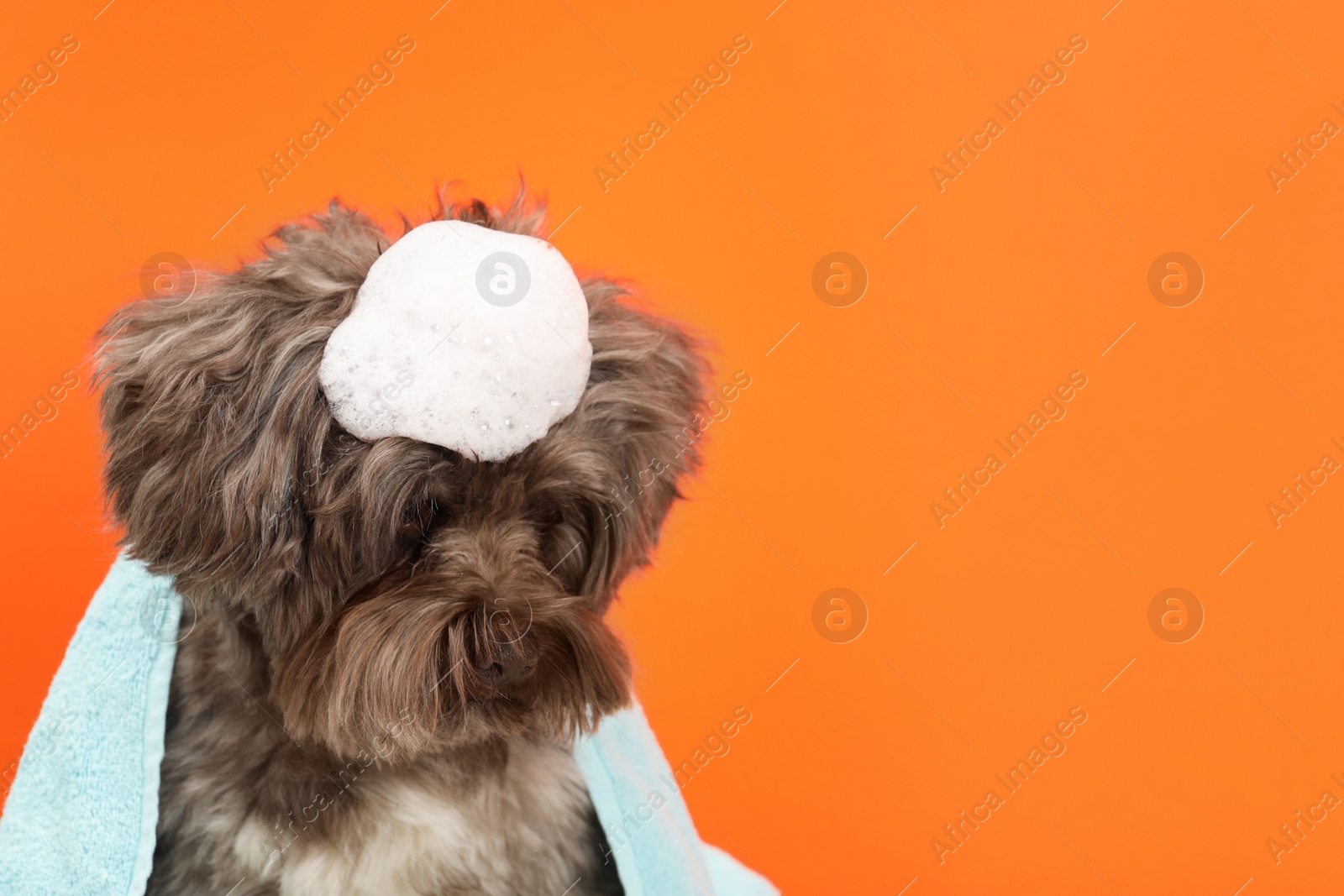 Photo of Cute Maltipoo dog with towel and foam on orange background, space for text. Lovely pet