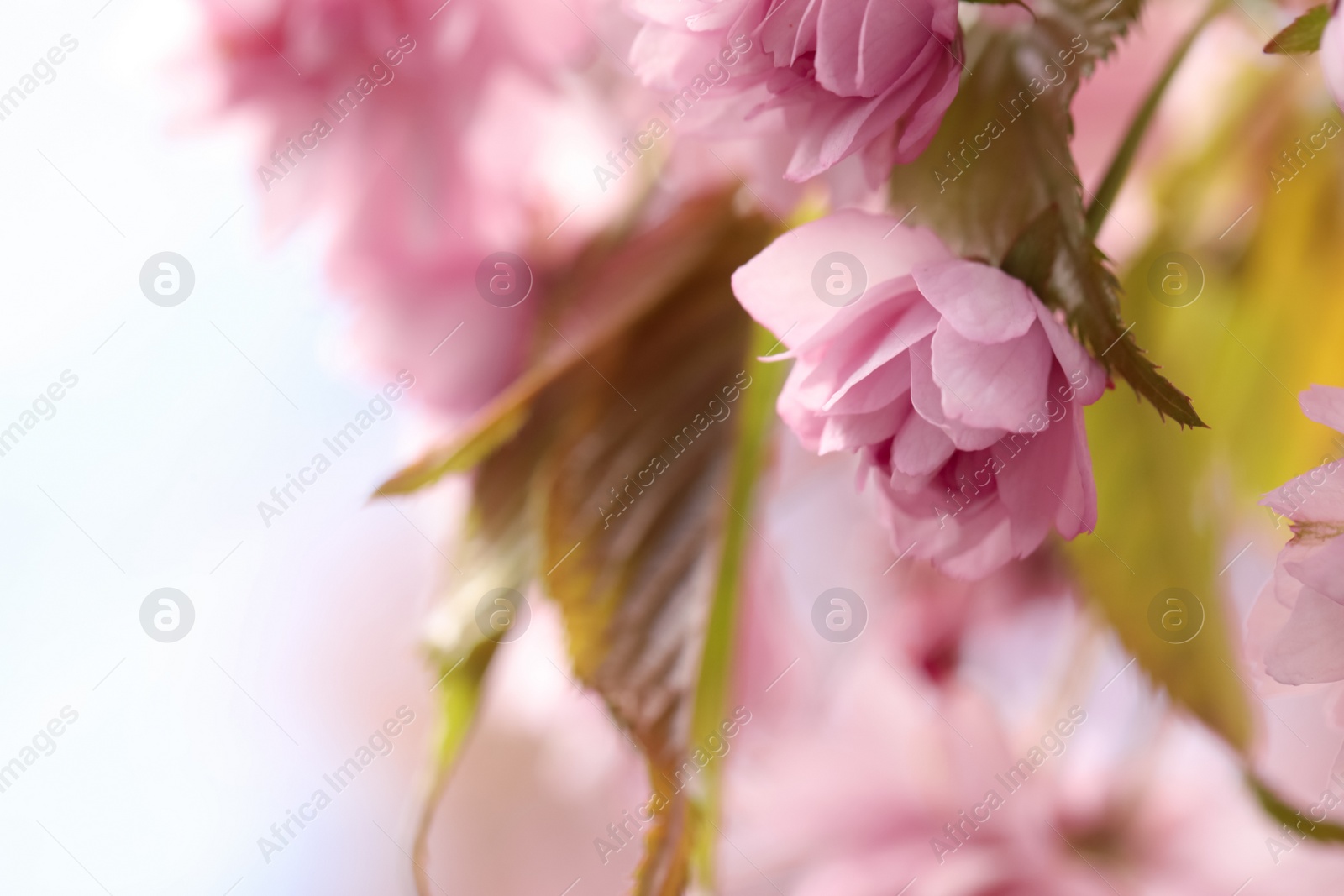 Photo of Beautiful pink sakura blossom on blurred background, closeup. Space for text