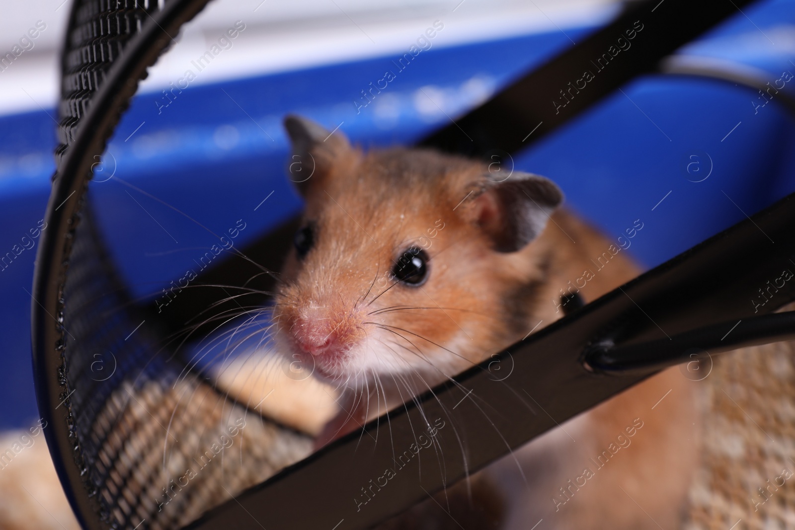 Photo of Cute little hamster inside exercise wheel, closeup