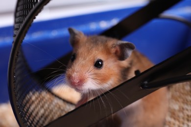 Cute little hamster inside exercise wheel, closeup