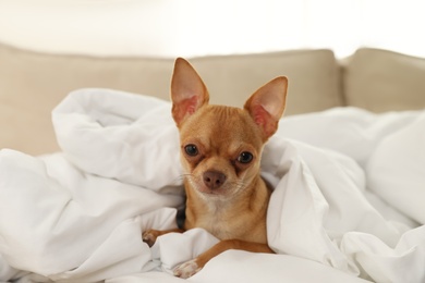 Cute Chihuahua dog under blanket at home