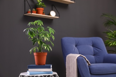 Beautiful schefflera on table at armchair in room interior. Trendy plants for home