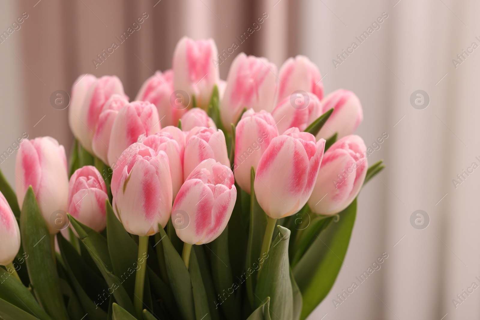 Photo of Beautiful bouquet of fresh pink tulips indoors, closeup