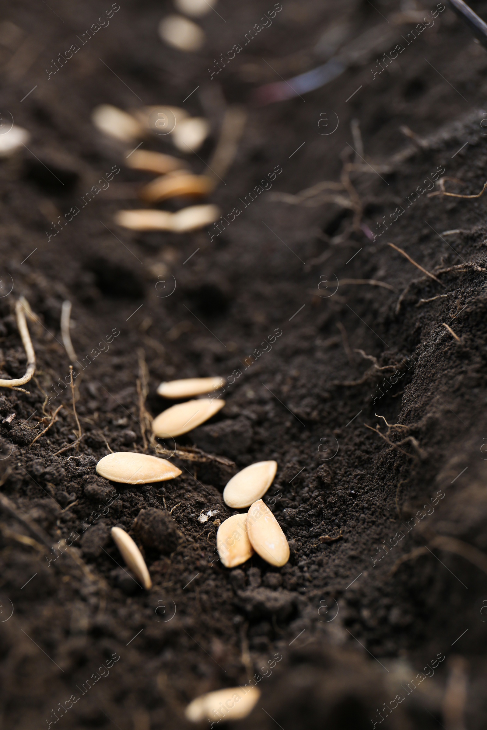 Photo of Cucumber seeds in fertile soil, closeup. Vegetables growing