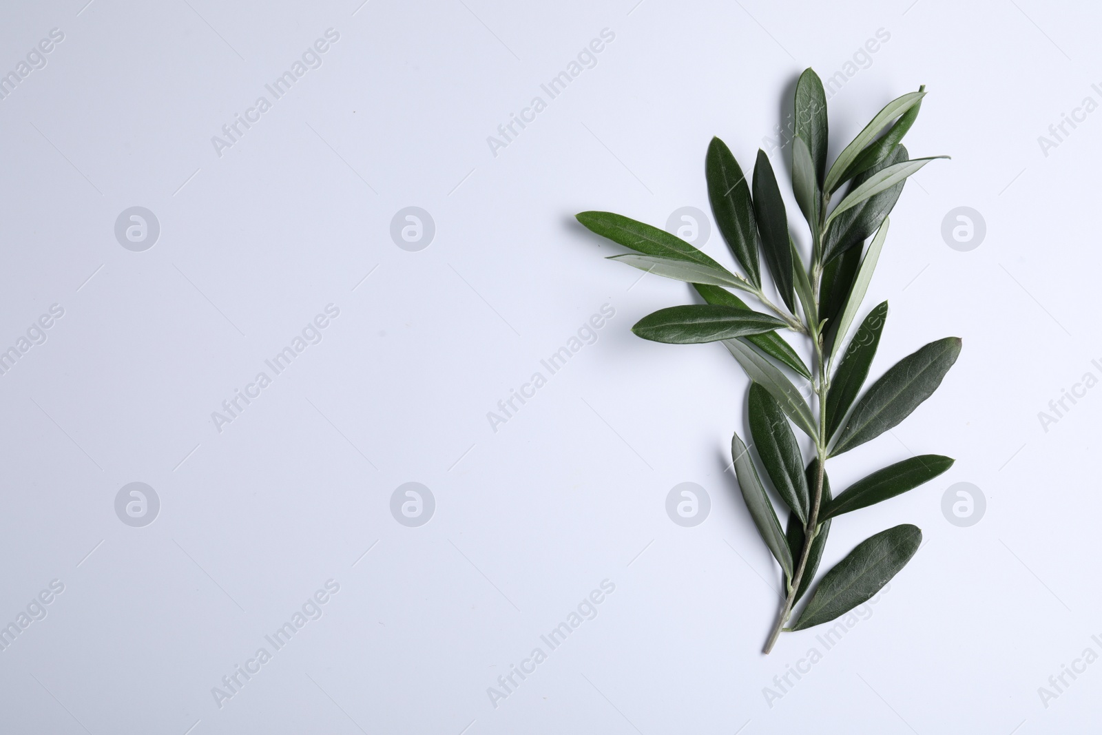 Photo of Olive twig with fresh green leaves on white background, top view. Space for text