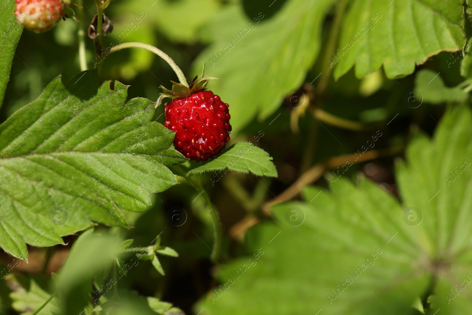 Photo of Small wild strawberry growing on stem outdoors, closeup