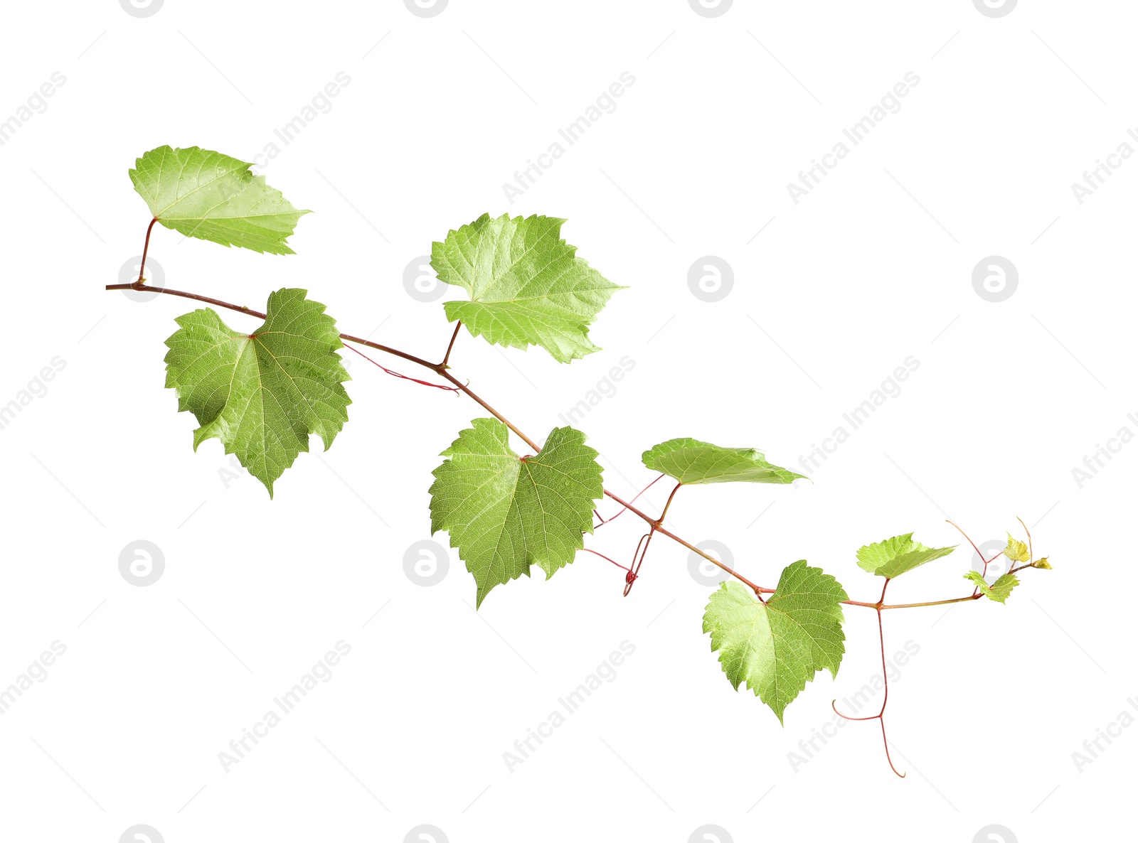 Photo of Fresh grapevine with leaves isolated on white