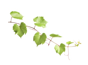 Fresh grapevine with leaves isolated on white