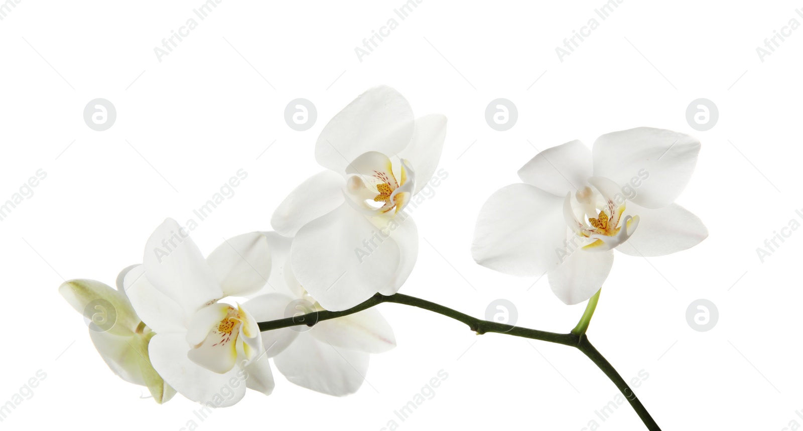 Photo of Branch with beautiful orchid flowers on white background. Tropical plant