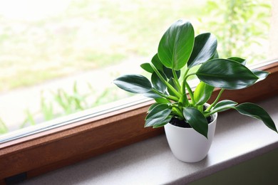 Photo of Beautiful houseplant with bright green leaves in pot on windowsill, space for text