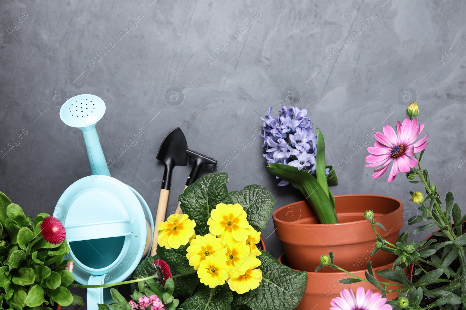 Photo of Flat lay composition with gardening equipment and flowers on color background, space for text