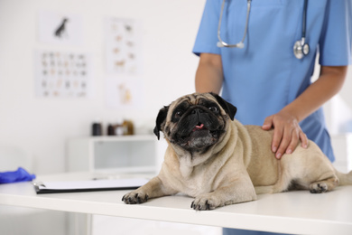 Photo of Closeup view of veterinarian examining cute pug dog in clinic, space for text. Vaccination day