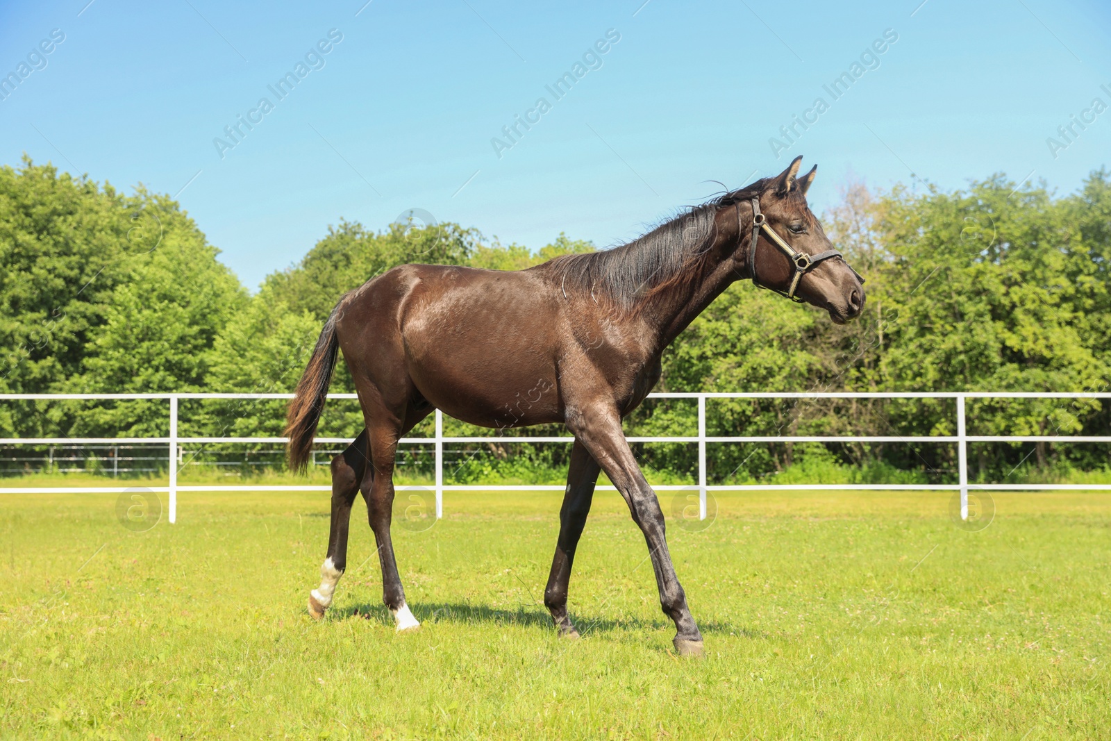 Photo of Dark bay horse in paddock on sunny day. Beautiful pet