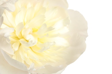 Photo of Beautiful fresh peony flower on white background, closeup