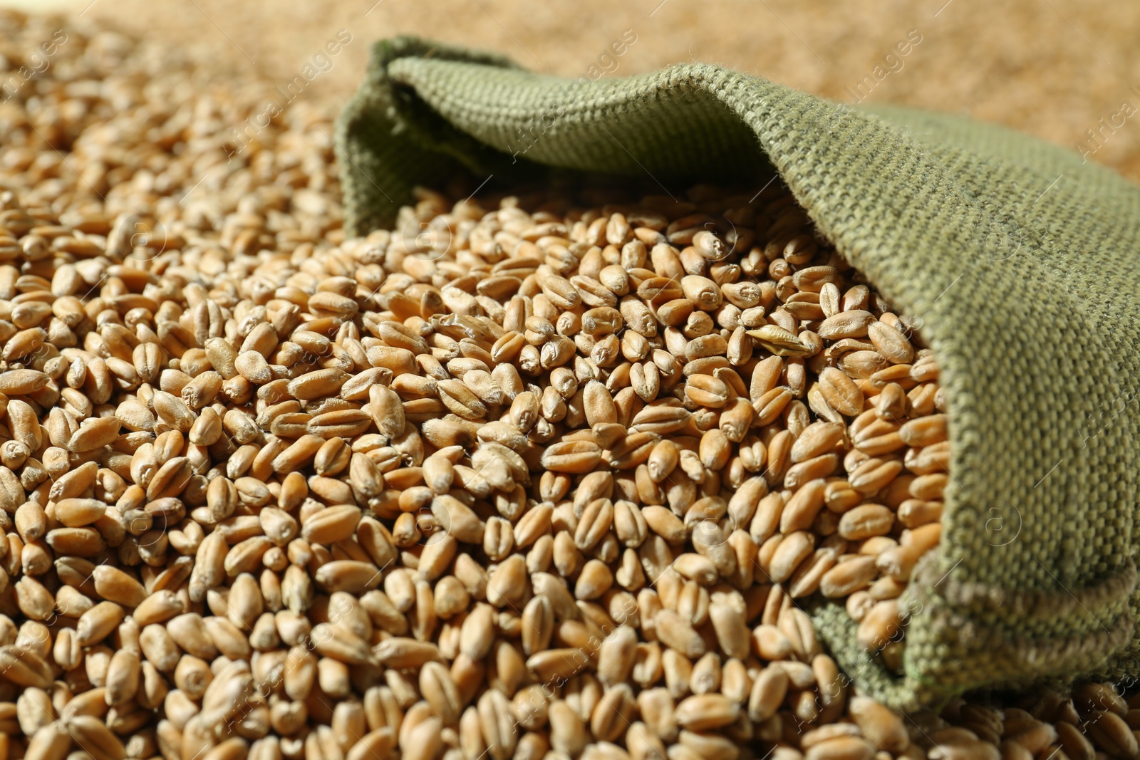 Photo of Sack with many wheat grains, closeup view