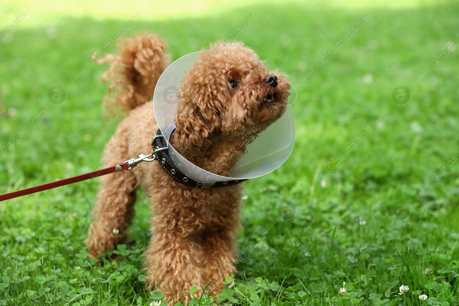 Photo of Cute Maltipoo dog with Elizabethan collar on green grass outdoors, space for text