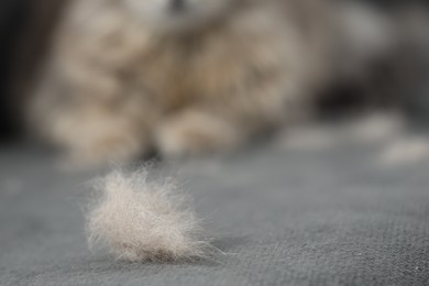 Pet shedding. Heap of cat hair on grey sofa, selective focus. Space for text